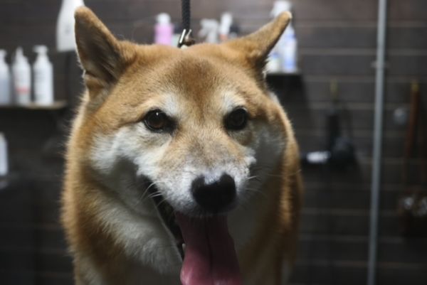 【柴犬】T君　ナノバブルオゾンシャンプーコースのご利用ありがとうございました。　全身をブラッシングしてからオゾン水を使ってシャンプー・リンシングをしました。　ブローをしてお耳掃除や爪切り・足周りを整えてお手入れしました◎　今日もとってもお利口さんにトリミングできました(^^)/栃木県真岡市　トリミングサロン221B