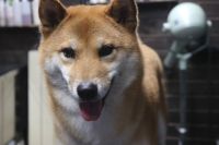 【柴犬】T君　ご利用ありがとうございました。　ナノバブルオゾンシャンプーコースでお手入れしました。　全身をブラッシングしてから爪切り・耳掃除・肛門腺（あまり出なかったか出にくい状態）をしてシャンプーブローをしました。　帰りに獣医さんに行くとの事で、肛門腺を診てもらえてよかったです〇　今日もとってもお利口さんにトリミングできました(^^)/栃木県真岡市　トリミングサロン221B