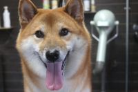 【柴犬】T君　ご利用ありがとうございました。　ナノバブルオゾンシャンプーコースでお手入れしました。　換毛期はまだのようでしたので、それ程抜け毛も多くなく、爪切りやお耳掃除等をしてからシャンプーしました。　フワフワになって綺麗になりました〇　今日もとってもお利口さんにトリミングできました(^^)/栃木県真岡市　トリミングサロン221B