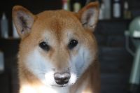 【柴犬】H君　ご利用ありがとうございました。　ナノバブルオゾンシャンプーコースでお手入れしました。　ご持参して頂いたシャンプーを使って全身を洗いました。　ブローをして爪切り等を済ませてスッキリサッパリになりました〇　多少換毛期が始まったようです。　今日もとってもお利口さんにトリミングできました(^^)/栃木県真岡市 トリミングサロン221B