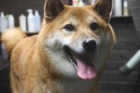 【柴犬】T君　ご利用ありがとうございました。　ナノバブルオゾンシャンプーコースでお手入れしました。　お家でしっかりとブラッシングをされていたので、それ程抜け毛の量も多くなく、スムーズに作業が進みました〇　爪切りやお耳掃除等もして今日もとってもお利口さんにトリミングできました(^^)/栃木県真岡市　トリミングサロン221B