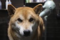 【柴犬】Hくん　ご利用ありがとうごじざいました。　ナノバブルオゾンシャンプーコースでお手入れしました。　全身をブラッシングして爪切りやお耳掃除等を済ませてからシャンプーブローをしました。　全身サラサラになって綺麗になりました〇　今日もとってもお利口さんにトリミングできました(^^)/栃木県真岡市　トリミングサロン221B