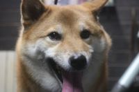 【柴犬】T君　ご利用ありがとうございました。　ナノバブルオゾンシャンプーコースでお手入れしました。　爪切りやお耳掃除を済ませて、オゾン水を使って湯煎してからシャンプーしました。　多少換毛期が始まったようですが良くお手入れされているのでそれ程抜けませんでした◎　今日もとってもお利口さんにトリミングできました(^^)/栃木県真岡市　トリミングサロン221B