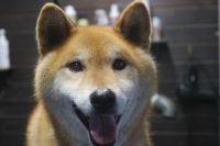 【柴犬】T君　ご利用ありがとうございました。　ナノバブルオゾンシャンプーコースでお手入れしました。　全身をブラッシングしてからオゾン水を使ってシャンプーしました。　お顔周りは怖がってしまったので首から下をシャンプーしました◎　爪切りや足裏の処理をして綺麗になりました◎　今日もとってもお利口さんにトリミングできました(^^)/栃木県真岡市　トリミングサロン221B