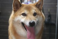 【柴犬】T君　ご利用ありがとうございました。ナノバブルオゾンシャンプーコースでお手入れしました。　まだ換毛期が来てないようでしたのでそれ程抜ける量もなく、スムーズに作業が進みました。　爪切り・お耳掃除等をして全身綺麗になりました◎　今日もとってもお利口さんにトリミングできました(^^)/栃木県真岡市　トリミングサロン221B