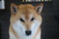 【柴犬】H君　ご利用ありがとうございました。　ナノバブルオゾンシャンプーコースでお手入れしました。　被毛の状態も元に戻ったようで良かったです◎　オゾン水を使ってシャンプーしてから爪切り等をしました。　今日もとってもお利口さんにトリミングできました(^^)/栃木県真岡市　トリミングサロン221B