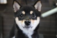 【柴犬】Rちゃん　ご利用ありがとうございました。　ナノバブルオゾンシャンプーコースでお手入れしました。　まだパピーなので、様子をみながら爪切りやシャンプー・ブローと作業しましたが、特に怖がる事もなく良くできました◎　お耳掃除や足裏を綺麗にしてとってもお利口さんにトリミングできました(^^)/栃木県真岡市　トリミングサロン221B