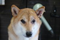 【柴犬】H君　ご利用ありがとうございました。　ナノバブルオゾンシャンプーコースでお手入れしました。　被毛が弱っている部分にはオゾン水をしっかりと当てて、全身をシャンプーしました。　前回より少し状態が良くなっていました◎　爪切りやお耳掃除等もして今日もとってもお利口さんにトリミングできました(^^)/栃木県真岡市　トリミングサロン221B