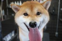 【柴犬】T君　ご利用ありがとうございました。　ナノバブルオゾンシャンプーコースでお手入れしました。　まだ換毛期が終ってないようでしたのでしっかりとブラッシングしてからシャンプーに入りました。　ブローをしてから爪切りやお耳掃除等をして全身綺麗になりました◎　今日もとってもお利口さんにトリミングできました(^^)/栃木県真岡市　トリミングサロン221B