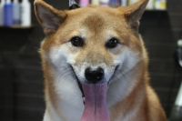 【柴犬】T君　ご利用ありがとうございました。　ナノバブルオゾンシャンプーコースでお手入れしました。　よくお手入れされていて、それ程ブラッシングをする事もなくシャンプーに入る事ができました◎　オゾン水を使ってシャンプー後にブローをして全身綺麗になりました◎　今日もとってもお利口さんにトリミングできました(^^)/栃木県真岡市　トリミングサロン221B