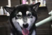 【柴犬】H君　ご利用ありがとうございました。　ナノバブルオゾンシャンプーコースでお手入れしました。　全身をブラッシングしてからオゾン水を使って湯煎し、シャンプー・リンシングをしてブローをしました。　お耳掃除や肛門腺絞り等をして綺麗になりました◎　爪切りはストレスを与えないようにしてあげるのがいいと思います◎　とってもお利口さんにトリミングできました(^^)/栃木県真岡市　トリミングサロン221B