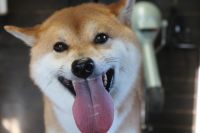 【柴犬】T君　ご利用ありがとうございました。　ナノバブルオゾンシャンプーコースでお手入れしました。　ブラッシングをしてある程度抜け毛を除去してからオゾン水を使ってシャンプー・リンシングをしました。　ブローをして爪切りやお耳掃除をして綺麗になりました◎　今日もとってもお利口さんにトリミングできました(^^)/栃木県真岡市　トリミングサロン221B