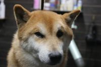 【柴犬】H君　ご利用ありがとうございました。　ナノバブルオゾンシャンプーコースでお手入れしました。　全身をブラッシングしてからナノバブルオゾン水を使ってシャンプー・リンシングをしました。　ブローをして爪切りやお耳掃除をして綺麗になりました◎　今日もとってもお利口さんにトリミングできました(^^)/栃木県真岡市　トリミングサロン221B