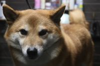 【柴犬】T君　ご利用ありがとうございました。　ナノバブルオゾンシャンプーコースでお手入れしました。　全身をブラッシングしてからナノバブルオゾン水を使ってシャンプー・リンシングをしてブローをしました。　前肢の肉球の間に腫物が出来ていたので様子をみてください。　今日もとってもお利口さんにトリミングできました(^^)/栃木県真岡市　トリミングサロン221B