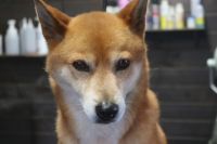 【柴犬】A君　ナノバブルオゾンシャンプーコースのご利用ありがとうございました。　換毛期も落ち着いたようであまり抜けずにスムーズに進みました◎　爪切りや足裏・お耳掃除等をしてお手入れしました。　今日もとってもお利口さんにトリミングできました(^^)/栃木県真岡市　トリミングサロン221B