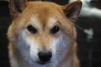 【柴犬】H君　ナノバブルオゾンシャンプーコースのご利用ありがとうございました。　被毛の状態も良くなってきてます。　爪切りをしてブラッシングをしてからオゾン水を使ってシャンプー・ブローをしました。　足裏やお耳掃除をして全身綺麗になりました◎栃木県真岡市　トリミングサロン221B