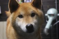 【柴犬】T君　名のバブルオゾンシャンプーコースのご利用ありがとうございました。　換毛期なのでブラッシングをしてしっかりと抜け毛を除去してからシャンプーに入りました。　ブロー後に爪切りや足裏・お耳掃除等をして綺麗になりました◎　暫くは抜ける時期が続くと思います。　今日もとってもお利口さんにトリミングできました(^^)/栃木県真岡市　トリミングサロン221B