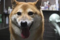 【柴犬】T君　ナノバブルオゾンシャンプーコースのご利用ありがとうございました。　換毛期かと思いましたが、今日はまだそれ程抜け量が多くなかったです。　爪切りやお耳掃除、足裏を整えて全身綺麗になりました◎　今日もとってもお利口さんにトリミングできました(^^)/栃木県真岡市　トリミングサロン221B