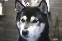 【柴犬】Kちゃん　ナノバブルオゾンシャンプーコースのご利用ありがとうございました。　良くブラッシングされているのでそれ程抜け毛もなくスムーズに作業が進みました◎　シャンプーブロー後に足裏を整えて爪切りやお耳掃除等をしてお手入れしました。　今日もとってもお利口さんにトリミングできました(^^)/栃木県真岡市　トリミングサロン221B