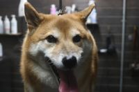 【柴犬】T君　ナノバブルオゾンシャンプーコースのご利用ありがとうございました。　全身をブラッシングしてからオゾン水を使ってシャンプー・リンシングをしました。　ブローをしてお耳掃除や爪切り・足周りを整えてお手入れしました◎　今日もとってもお利口さんにトリミングできました(^^)/栃木県真岡市　トリミングサロン221B